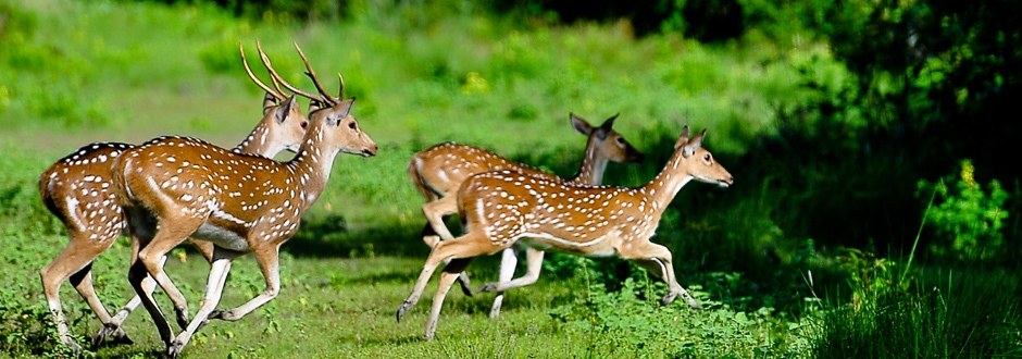 sundarban