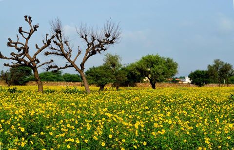 rajasthan